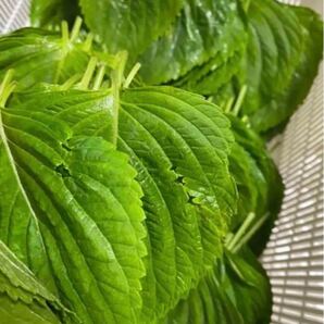 えごまの葉 訳あり混じりです 300g エゴマの葉