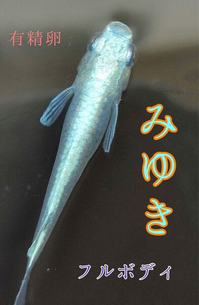 『極上』フルボディみゆき めだかの有精卵 50個+@個 送料無料