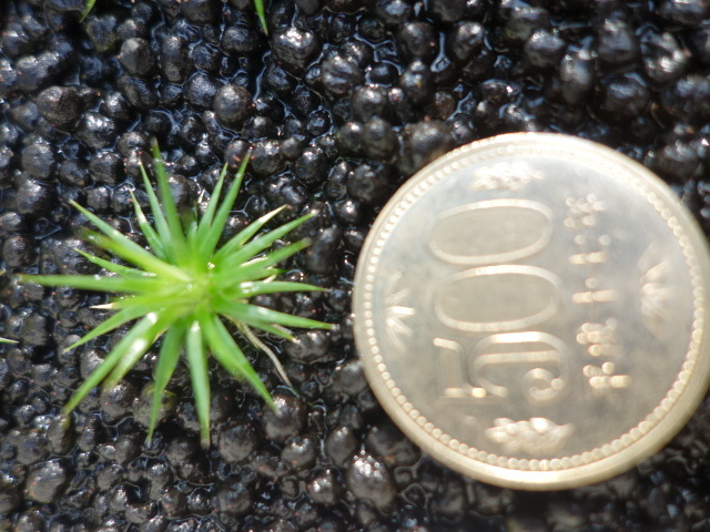 ☆　極珍種！ 美種！ホシクサspペドラスター プランツ　ホシクサ　水上育成株 2025年最新】ホシクサspの人気アイテム - メルカリ