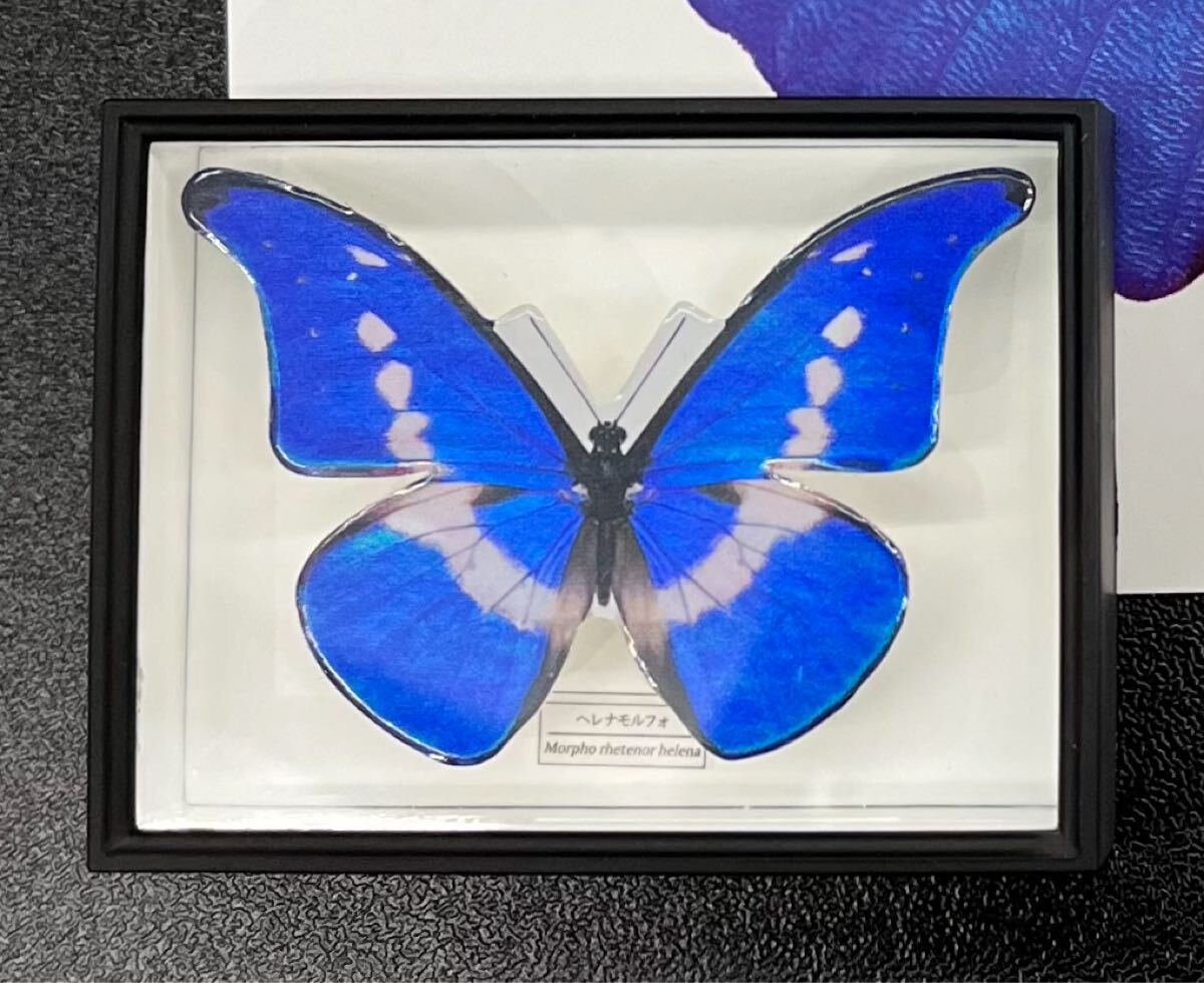 激レア希少　モルフォ蝶 標本 激レア希少 モルフォ蝶 標本
