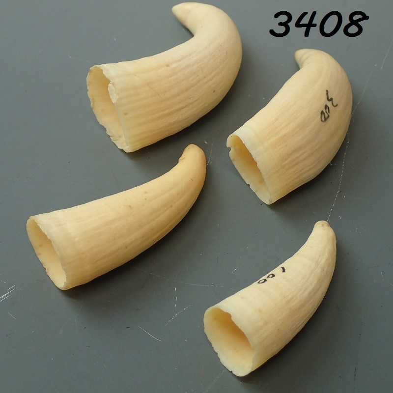 鯨歯 約9.5cm 約86.3g マッコウ鯨牙 抹香鯨 Yahoo!オークション -「マッコウクジラ歯」の落札相場・落札価格
