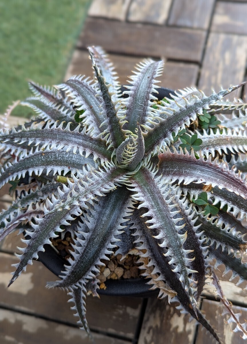 Yahoo!オークション -「otto」(アナナス) (観葉植物)の落札相場