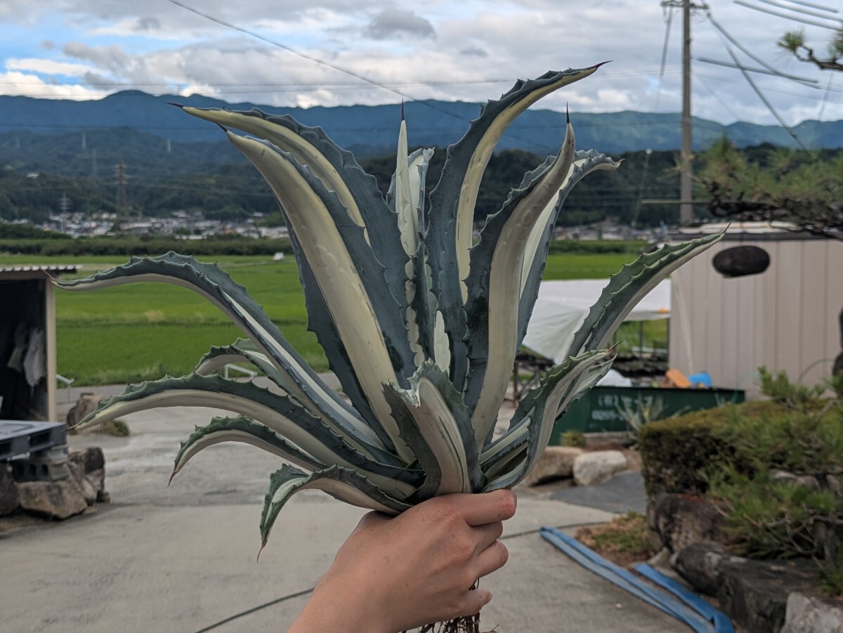 【arp出品】 アメリカーナ 華厳 Yahoo!オークション -「アガベ華厳」の落札相場・落札価格