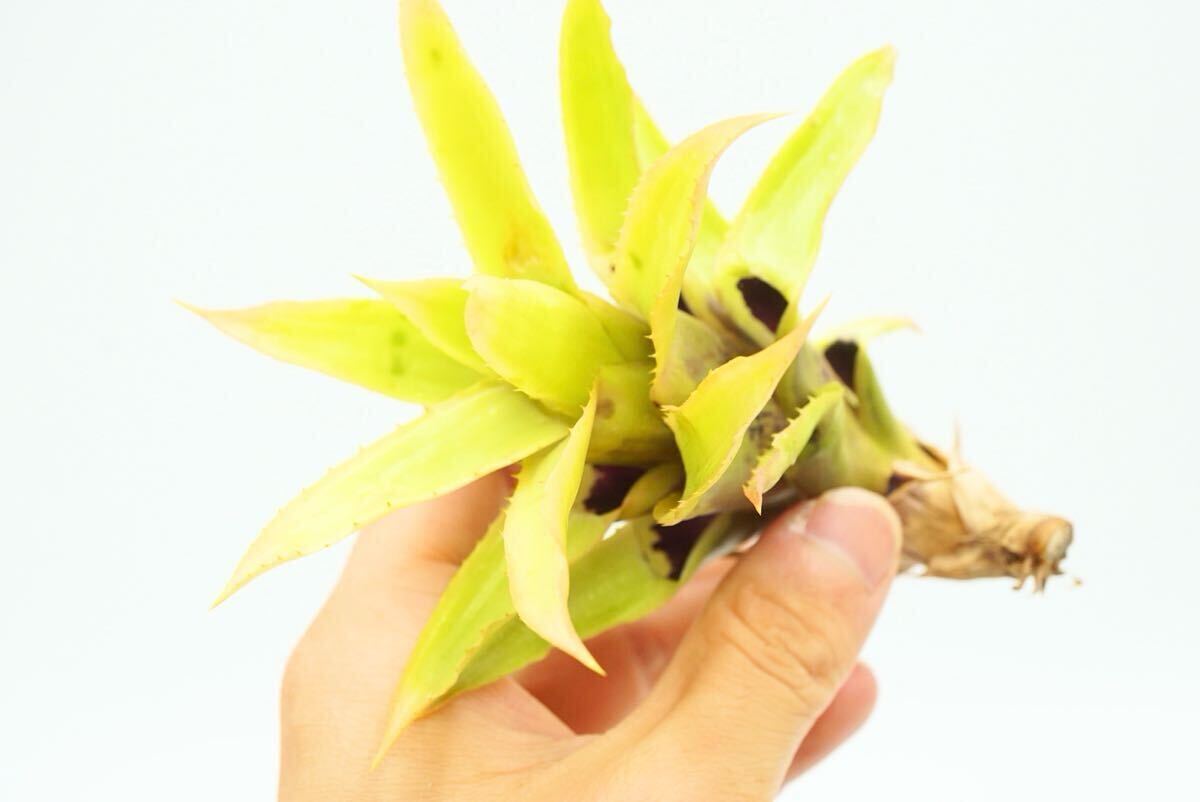 Yahoo!オークション -「ケスネリア」の落札相場・落札価格