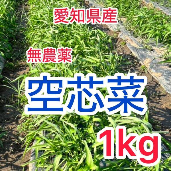 無農薬 愛知県産 空心菜 1㎏