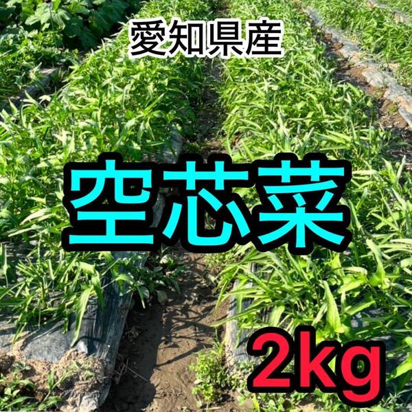 無農薬 空心菜 エンサイ 2kg