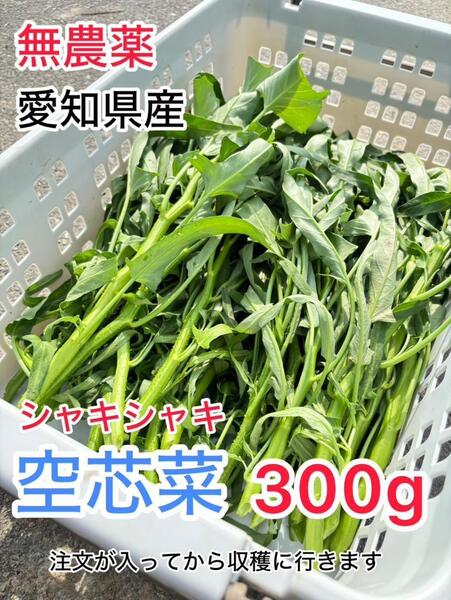 愛知県産 空心菜 エンサイ 無農薬 300g