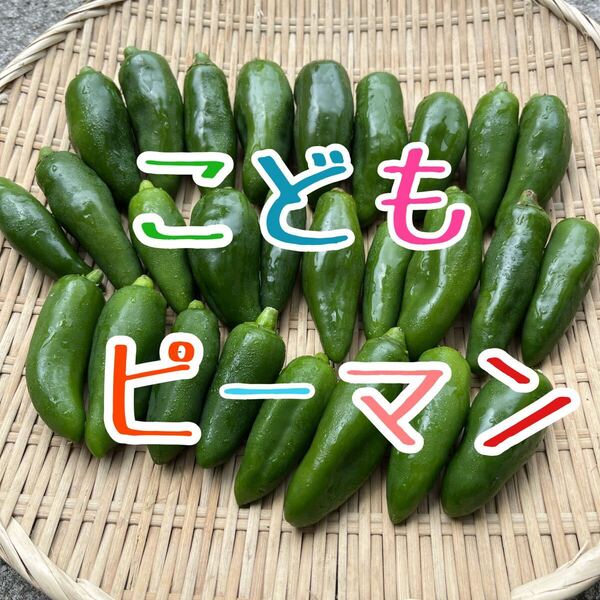 徳島県産 こどもピーマン 箱込み700g 送料無料