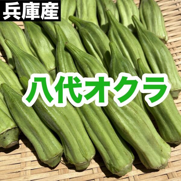 兵庫産 八代オクラ 約20本から25本 ネコポス 送料無料