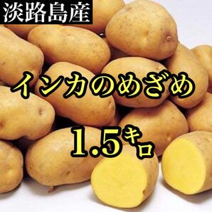 淡路島産 幻のじゃがいも インカのめざめ 宅急便コンパクト箱込み約1.5キロ