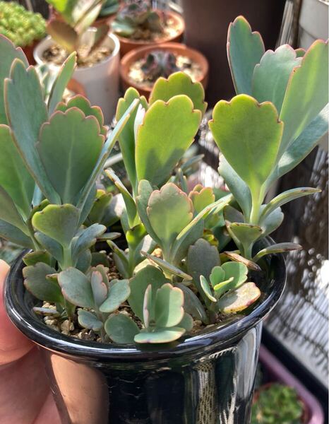 多肉植物 胡蝶の舞 根付き 抜き苗 5本 寄せ植えにも
