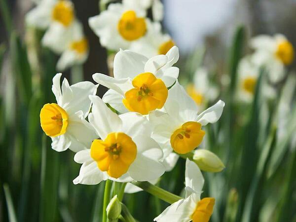 日本水仙 芳香が香ります。 50球以上
