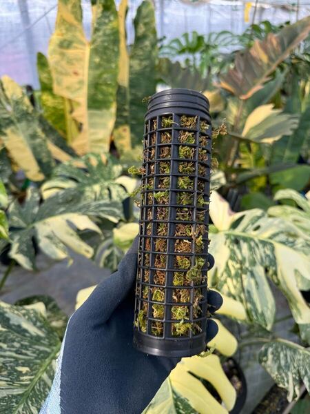 水苔ありモスポール 生産プロの秘訣 植物用上り棒 10本まとめ 20cmサイズ