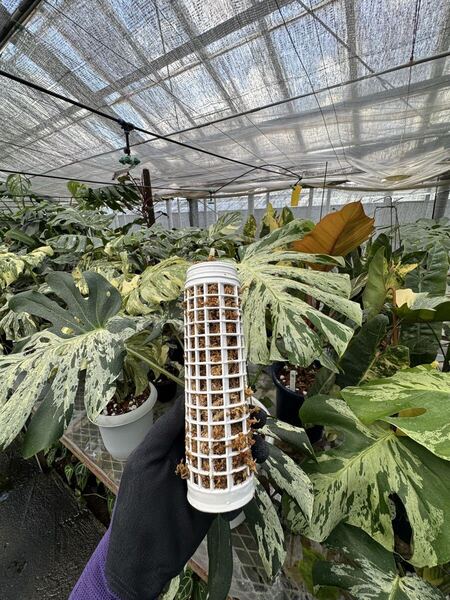 水苔ありモスポール 生産プロの秘訣 植物用上り棒 10本まとめ 白20cmサイズ