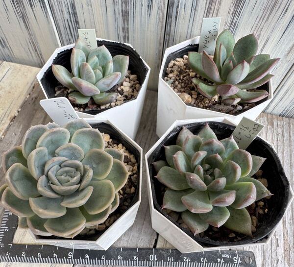 多肉植物 エケベリア 寄せ植え抜き苗バルシー×ラウイ、シャンペン、スノーボール、ピンクアレックス 4苗セット 多肉セット