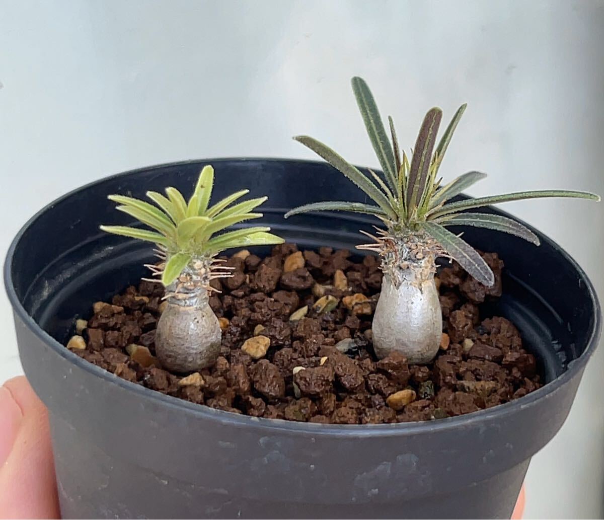 う*ん様 オークション　グラキリス　実生　3株 Yahoo!オークション -「パキポディウム グラキリス 実生」(観葉