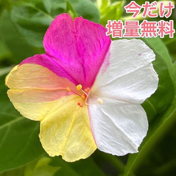 オシロイバナの種(白×黄×ピンク) 20粒 花の種 カラフル カワイイ
