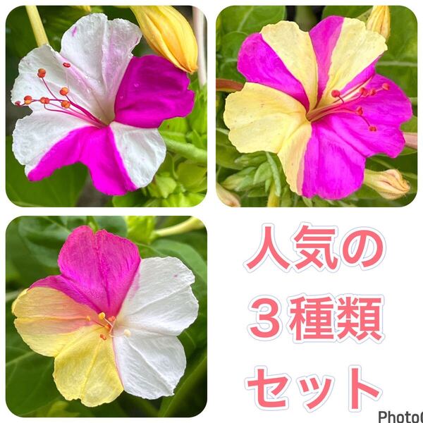 オシロイバナの種(白×黄×ピンク)(白×ピンク)(黄×ピンク) 20粒×3種類 花の種 カラフル カワイイ