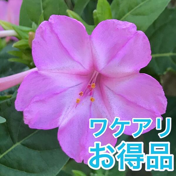 【ワケアリ】オシロイバナの種(ピンク) 30粒 花の種 カワイイ