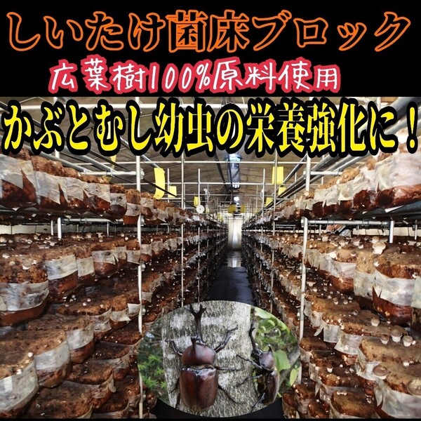 カブトムシ幼虫の栄養強化に抜群 マットに埋めるだけでモリモリ食べます 椎茸菌床ブロック クヌギ100%原料使用 クワガタの産卵床にも!