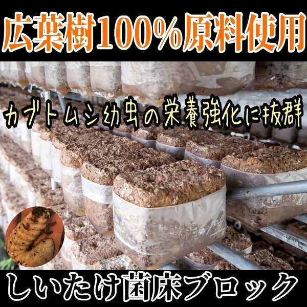 カブトムシ幼虫の栄養強化に抜群!マットに埋めるだけでモリモリ食べます!椎茸菌床ブロック クヌギ100%原料使用 クワガタの産卵床にも!