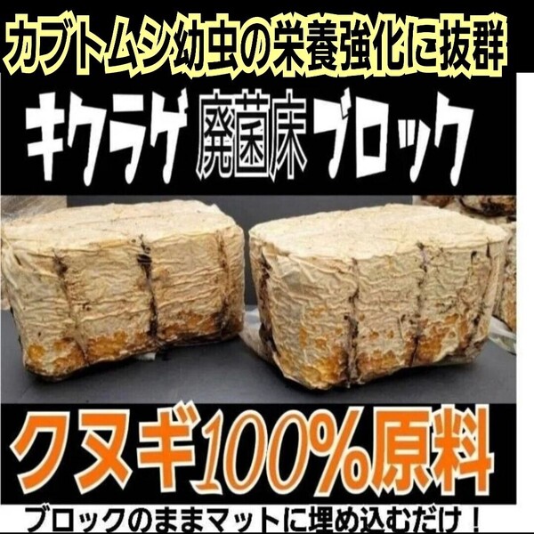 カブトムシ幼虫の栄養強化に抜群!マットに埋めるだけでモリモリ食べる キクラゲ菌床ブロック【2個】クヌギ100%原料 クワガタの産卵にも