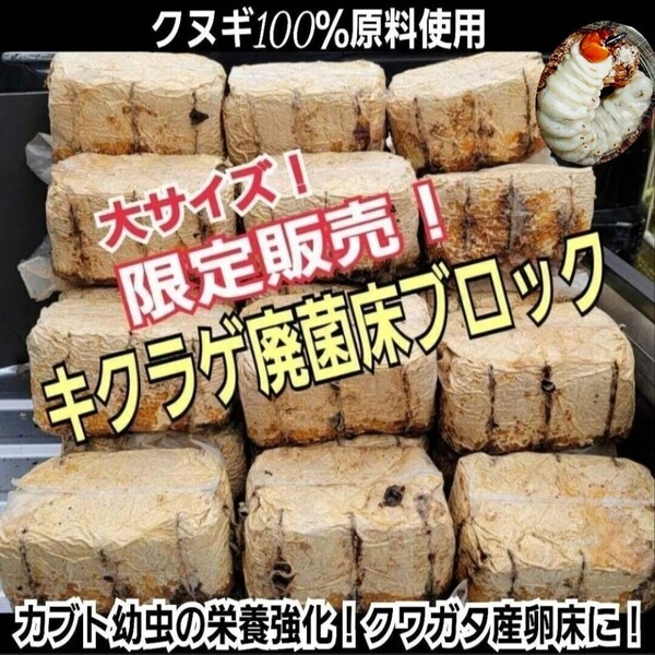 カブトムシ幼虫の栄養強化に抜群!マットに埋めるだけでモリモリ食べる!キクラゲ菌床ブロック【4個】クヌギ100%原料 クワガタの産卵にも