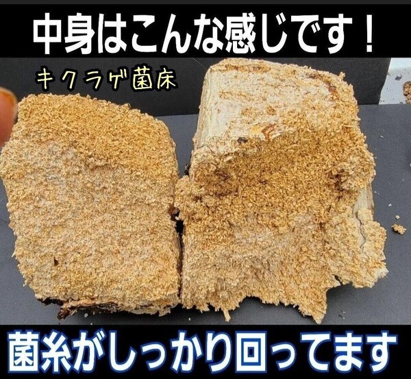 カブトムシ幼虫の栄養強化に抜群!マットに埋めるだけでモリモリ食べる!キクラゲ菌床ブロック【10個】クヌギ100%原料 クワガタの産卵にも