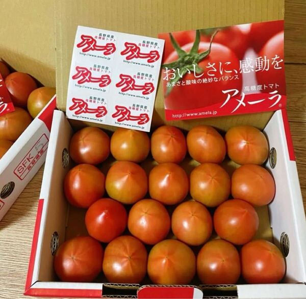 トマト アメーラ 約1kg 高糖度 フルーツトマト