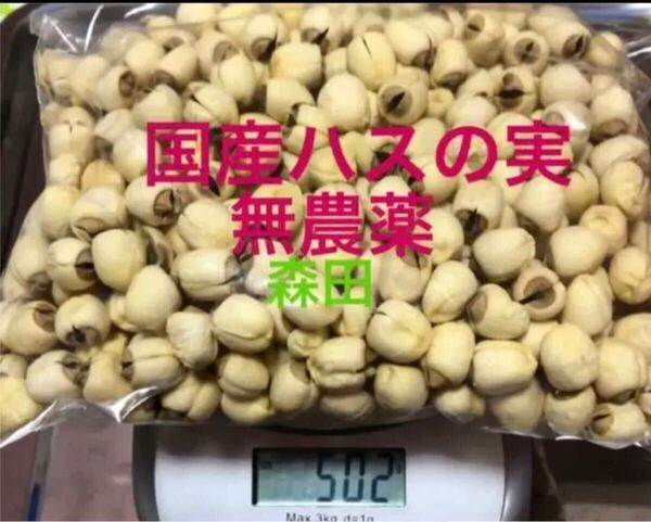 乾燥蓮の実 500グラム 無農薬
