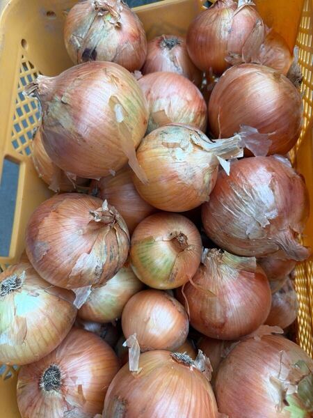 淡路島玉ねぎ5kg【訳あり】