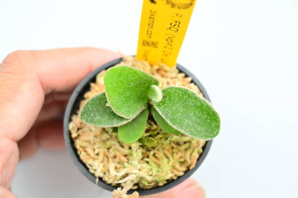 P.veitchii wild 'Steel'(vp#0) spored① @bikamori.com 送料無料(出品者負担) スチール ビカクシダ