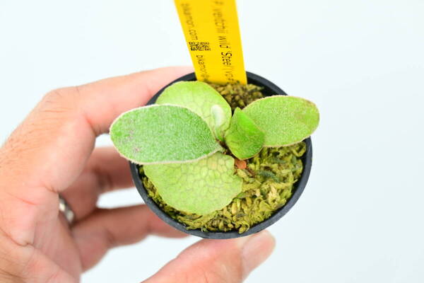 P.veitchii wild 'Steel'(vp#0) spored① @bikamori.com 送料無料(出品者負担) スチール ビカクシダ