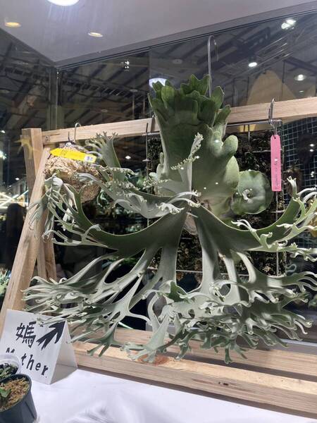 P.willinckii 'Nano' spored④ @bikamori.com 送料無料(出品者負担) ナノ ビカクシダ