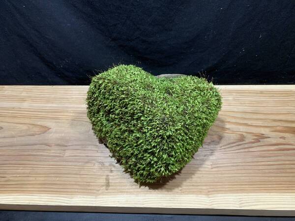 苔石 1 極大 7KG 20-19-14 cm 良い形 フッサフサ 苔 テラリウム アクアリウム 観賞用コケ