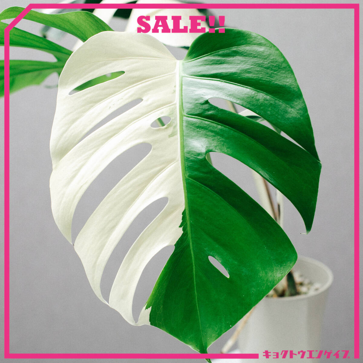 【大SALE】GW特別価格に致します!モンステラ ホワイトティアーズ 大きめ 大SALE】GW特別価格に致します!モンステラ ホワイトティアーズ