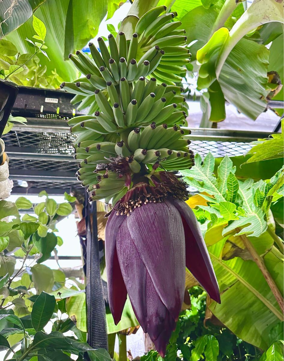 ドワーフナムワ2本セット　苗　送料無料 Yahoo!オークション -「ドワーフバナナ」(苗) (ガーデニング)の