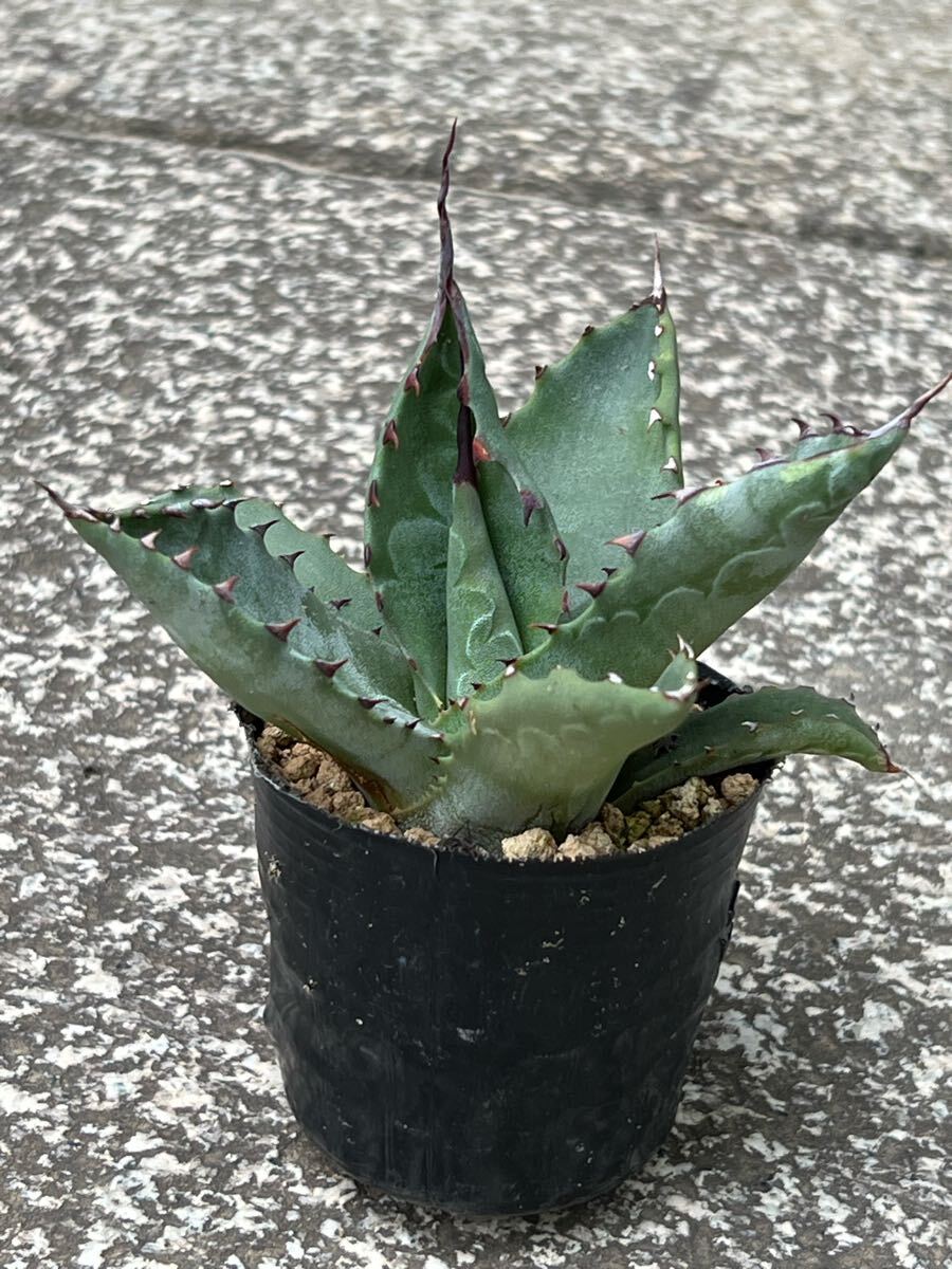 アガベ　大株　フェロックス　強刺　耐寒性有 アガベ・サルミアナ 'フェロックス'｜Agave salmiana var.ferox
