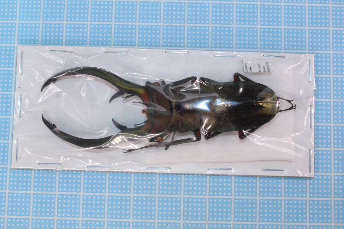 スマトラ産 エラフスホソアカクワガタ 92mm. 昆虫標本 エラフスホソアカクワガタ メタリック調ライトフレーム