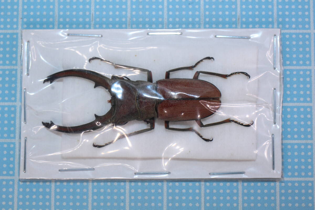 Yahoo!オークション -「ホソアカクワガタ 標本」(ペット、生き物