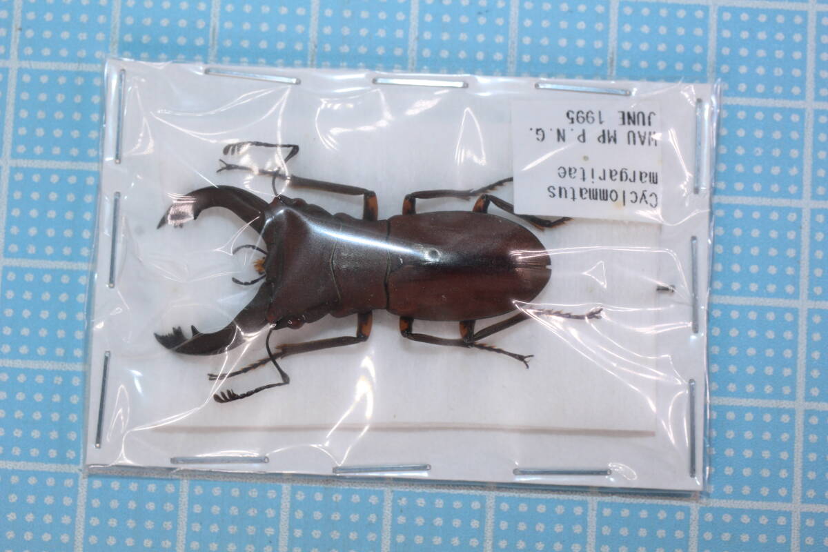 パプア・ニューギニア 産 カミキリ標本 2ex セット43/43mm白色強個体 タカギ 交換用部品 オーロラBOXY本体ニップルセット QRC201GY2