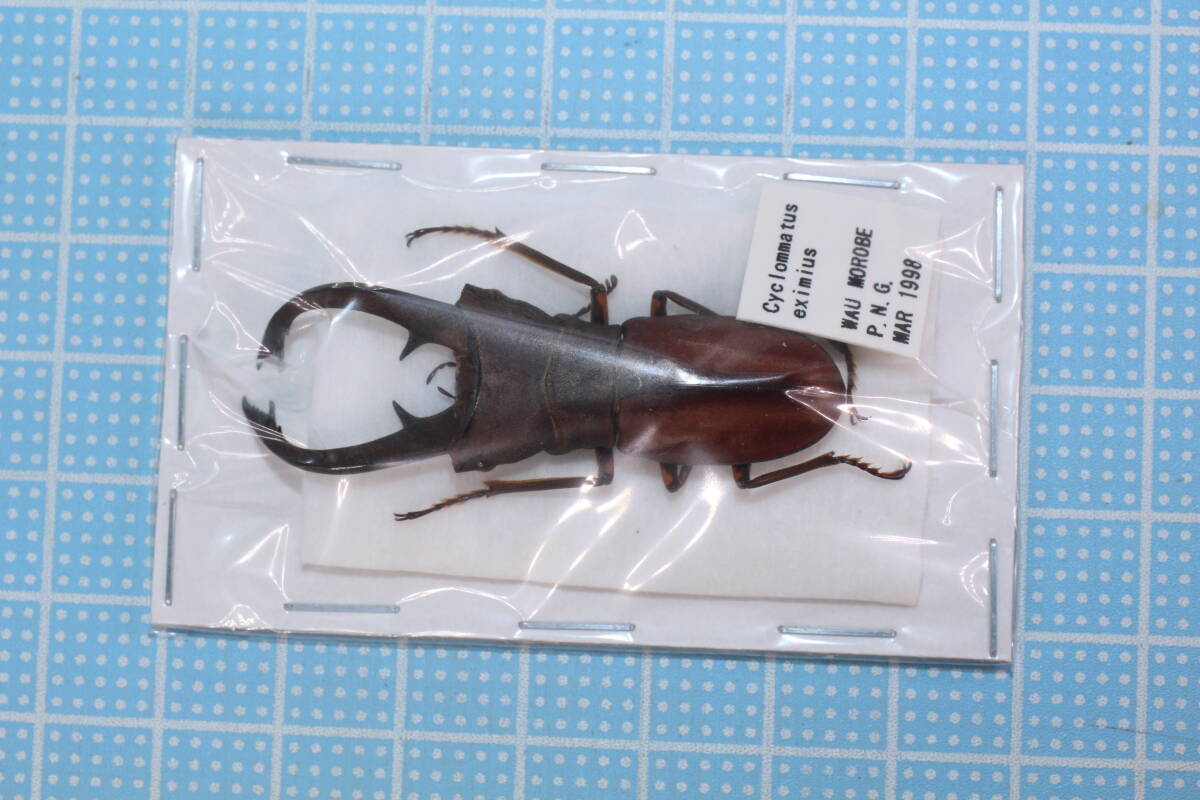 標本　キクロマトス4種　9頭セット　ブリード品 Yahoo!オークション -「ホソアカクワガタ 標本」の落札相場