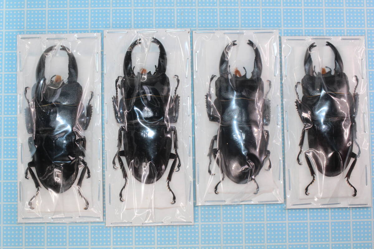 Yahoo!オークション -「アルキデス」(その他) (虫類)の落札相場・落札価格