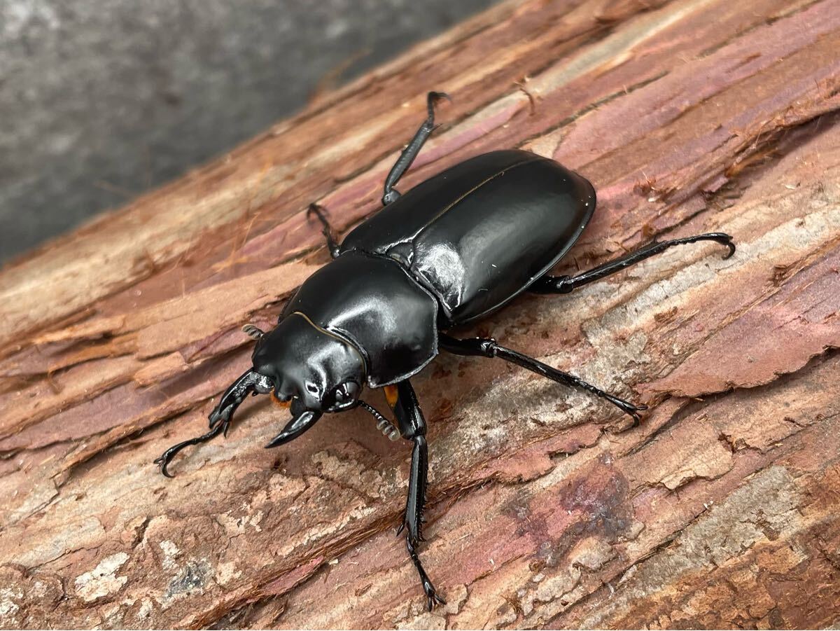 Yahoo!オークション -「ウエストウッディ」(虫類) の落札相場