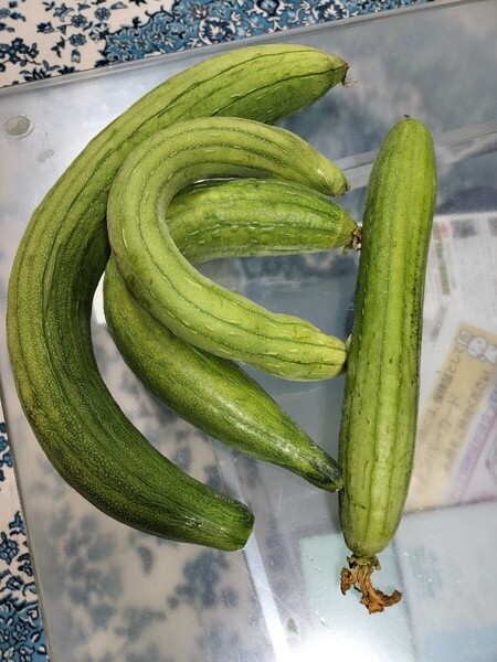 ヘチマ無農薬新鮮5キロ