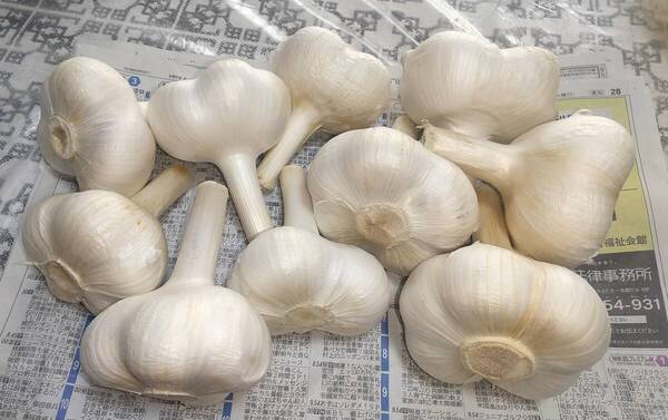 愛知県産 新ジャンボニンニク ⑰ 2Kg/10個