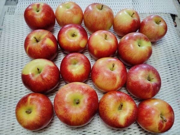 信州産リンゴ 夏あかり 箱込み約2kg 訳あり品 希少品種