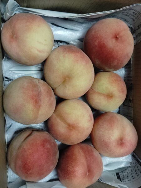 信州産白桃 箱込み約2kg 訳あり品 硬め 小玉中心
