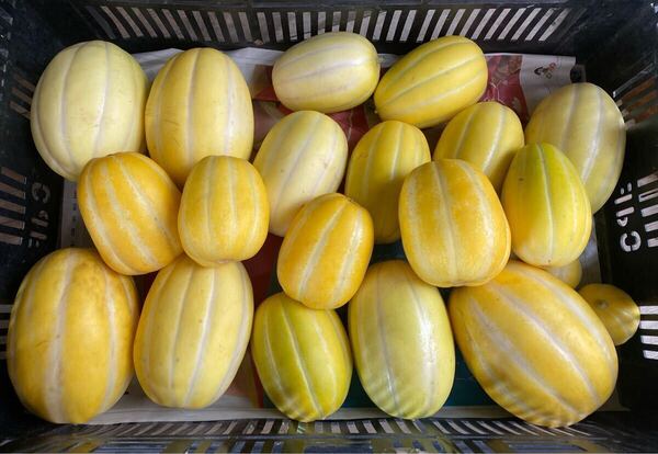 マクワウリ 約2kg 徳島県産 ヤマト60サイズ発送