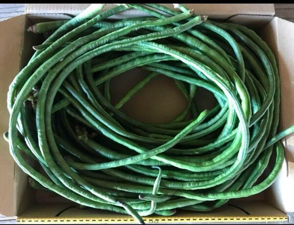 三尺ささげ 400g箱込 徳島県産 栽培中農薬不使用です